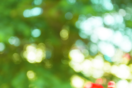 Blurred Nature Backgroundの写真素材