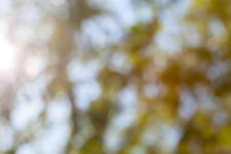 Blured photo of young bush branches fresh green leavesの写真素材