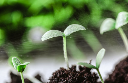 Young sprout in springtime,Closeup.の写真素材