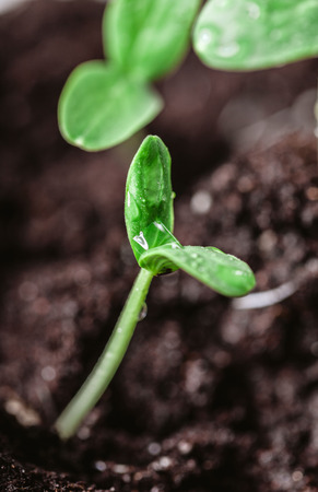 Young sprout in springtime,Closeup.の写真素材