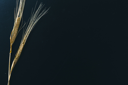 ear of wheat isolated on blackの写真素材