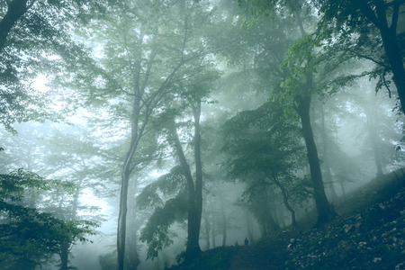 beautiful green landscape of misty wood