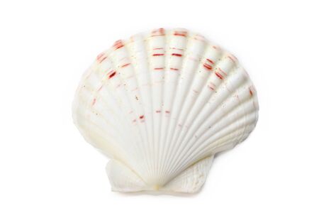 Seashell isolated on white backgroundの写真素材