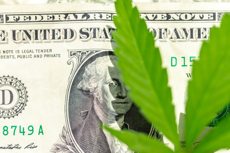 cannabis leaf and moneyの写真素材