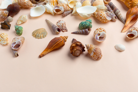 seashells on a bright backgroundの写真素材