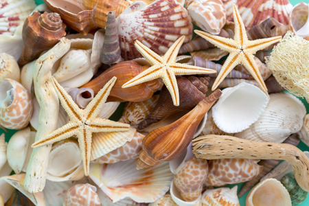 seashells on a bright backgroundの写真素材