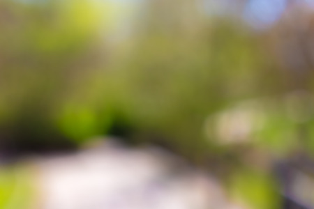 Blurred park, vibrant green natural backgroundの写真素材