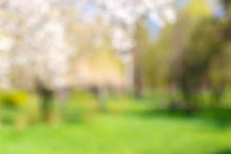 Blurred park, vibrant green natural backgroundの写真素材