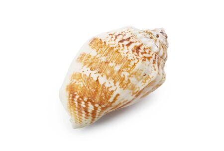 Seashell isolated on white background