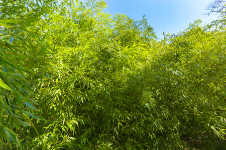 Bamboo treesの写真素材