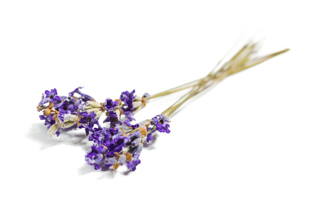 Fresh lavenderの写真素材
