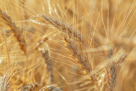 golden wheat field and sunny day