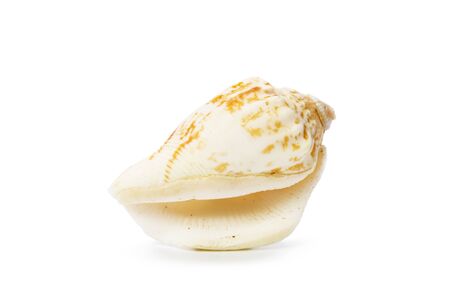 Seashell isolated on white backgroundの写真素材