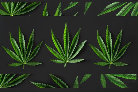 Wild marijuana isolated on the black background.の写真素材