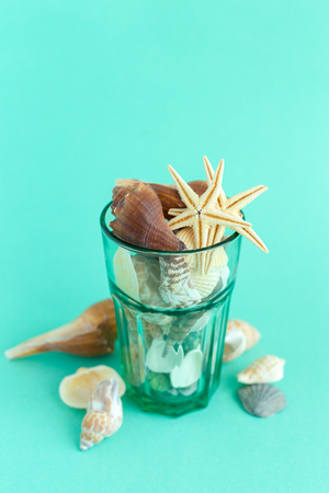 seashells on a bright background