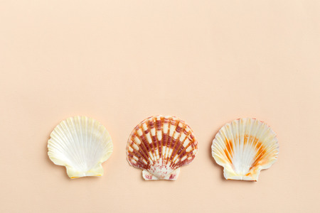 seashells on a bright background