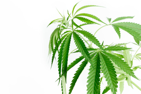 cannabis marijuana plant detailの写真素材