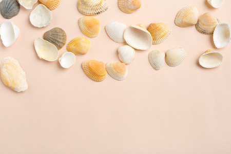 seashells on a bright backgroundの写真素材