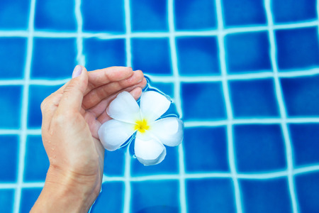 Floating frangipani flowers in the poolの写真素材