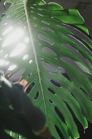 Green leaves of Monsteraの写真素材