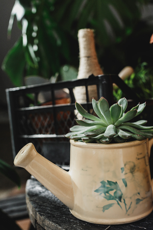 Plants in a house hallの写真素材
