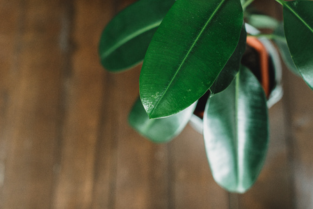 Plants in a house hallの写真素材
