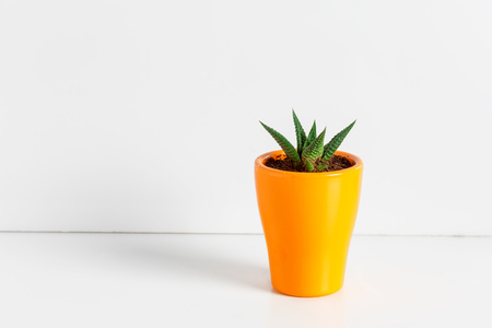 A single succulent plant potted の写真素材