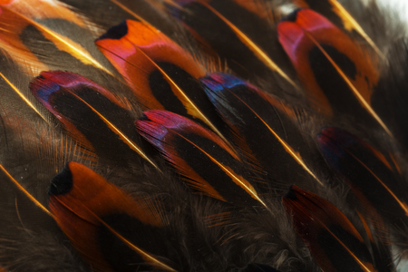 brown feathers backgroundの写真素材