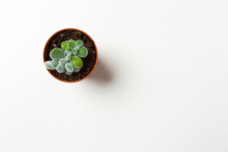 succulents plant in pot on white background の写真素材