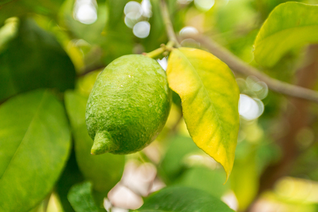 closeup of lemon on a treeの写真素材