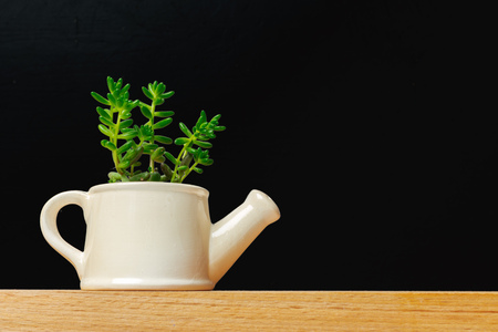 A single succulent plant potted の写真素材