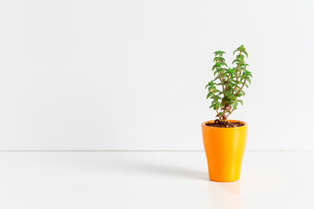 A single succulent plant potted の写真素材