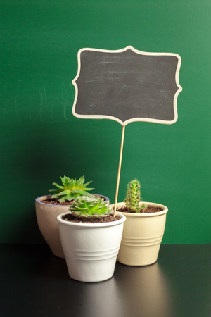Design Sign Symbol Gift Plant Cactusの写真素材