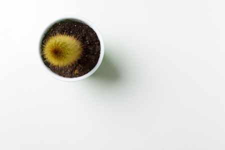 succulents plant in pot on white background の写真素材