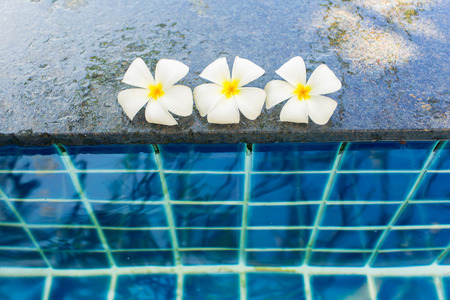 Floating frangipani flowers in the poolの写真素材