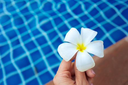 Floating frangipani flowers in the poolの写真素材