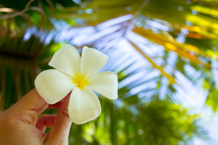 Frangipani flower in a woman's handの写真素材