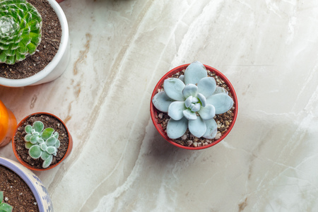 Variety of Succulents  in different  potsの写真素材