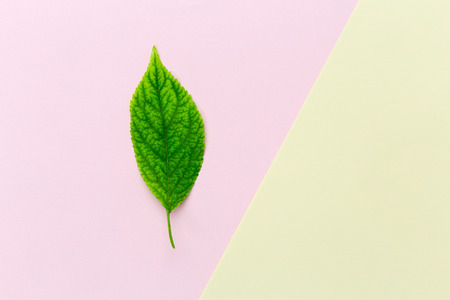 Green leavesの写真素材