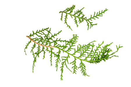 Green leafの写真素材