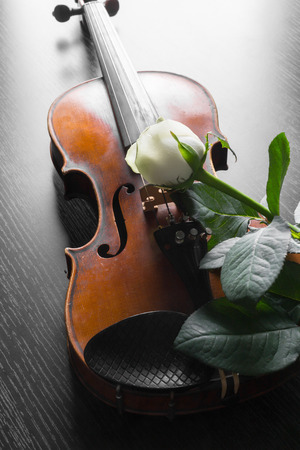 Violin and rose on black background.の写真素材