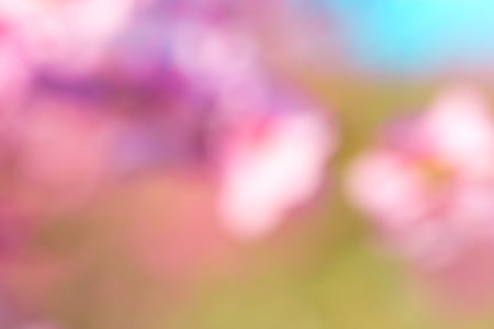 Pink spring backgroundの写真素材