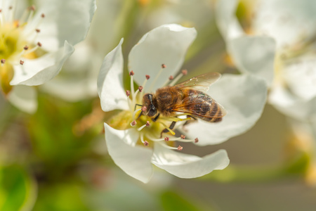 Bee on a flower of the white  blossoms. A Honey Bee collecting pollenの写真素材