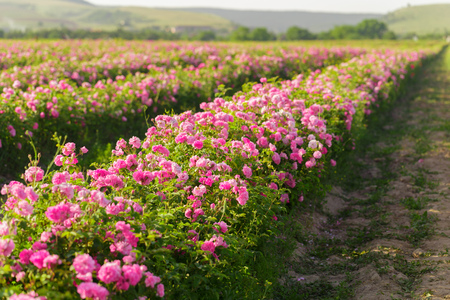 Field of rosesの写真素材