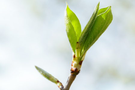 Green leaves in city park in the spring afternoonの写真素材