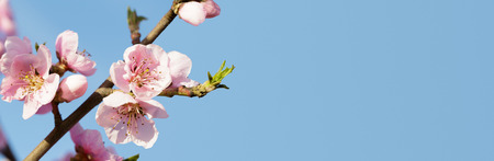 spring tree with pink flowersの写真素材