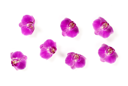 orchid isolated on whiteの写真素材