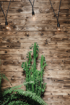 Composition of tropical leavesの写真素材