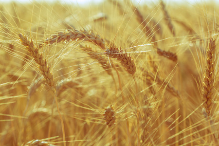 golden wheat field and sunny dayの写真素材
