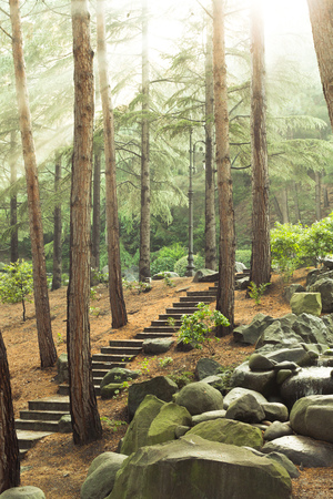 sun rays through trees leavesの写真素材
